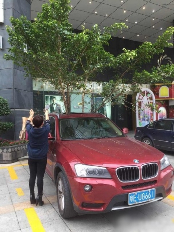 一輛停在停車位上的寶馬轎車，被墜落的樹枝砸中，樹枝徑直插入車內(nèi)，現(xiàn)場(chǎng)引發(fā)不少市民圍觀拍照。