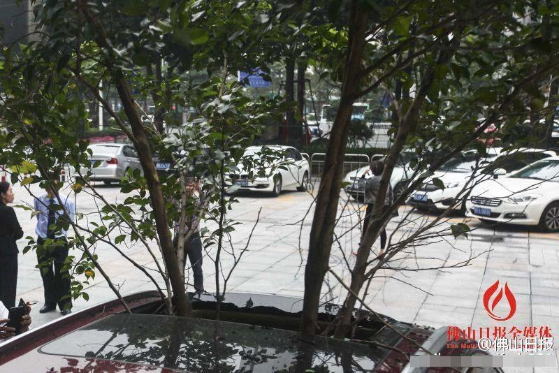 一輛停在停車位上的寶馬轎車，被墜落的樹枝砸中，樹枝徑直插入車內(nèi)，現(xiàn)場(chǎng)引發(fā)不少市民圍觀拍照。