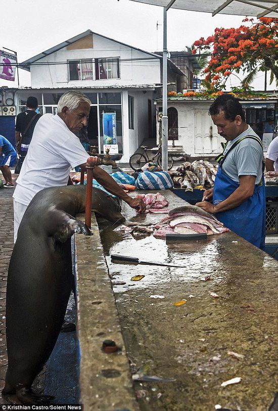 厄瓜多爾海獅成魚攤“?？汀?排隊“買”金槍魚