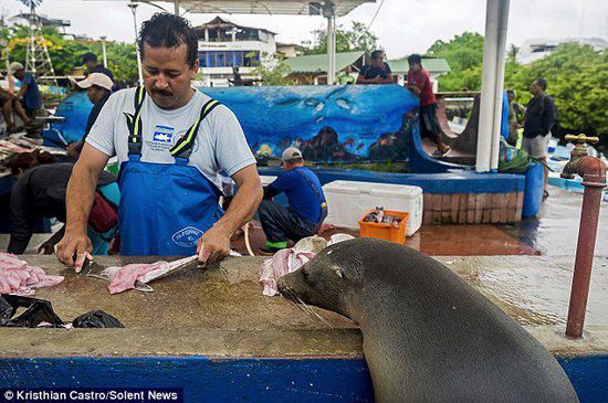 厄瓜多爾海獅成魚攤“?？汀?排隊“買”金槍魚