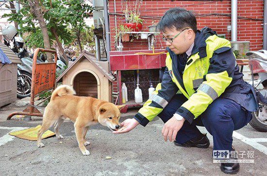 圖中這只柴犬生性好動，逢人就搖起臀部及尾巴