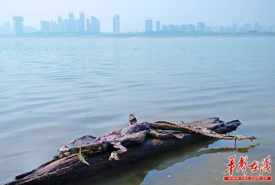 23日上午，瀏陽河與湘江交匯的地方發(fā)現(xiàn)了一條鱷魚的尸骸。