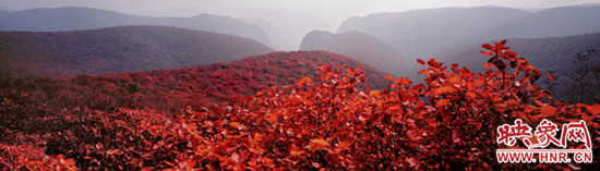 驚艷今秋,紅動中國 青天河景區推賞紅葉惠民活動