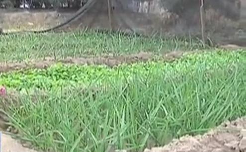 生態廊道變菜園 誰干的？