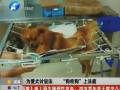 寵物犬被烈性犬咬成癱瘓 主人上法庭為愛犬討說(shuō)法