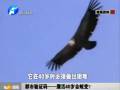 都市驗證碼——鷹活40歲會蛻變？