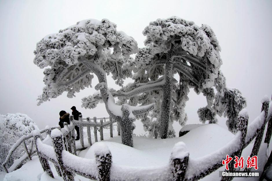 12月18日，雪后的安徽黃山風(fēng)景區(qū)出現(xiàn)了大面積雪凇美景，銀裝素裹，玉樹瓊枝，游人置身其間，如醉如癡。