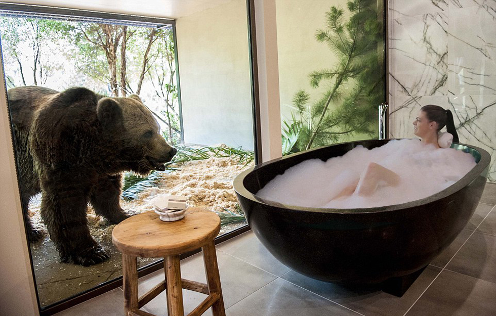 澳大利亞動物園中開旅館 房客可與獅子共進晚餐